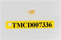 藏品(雙色澤蟹)的圖片